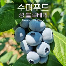 국산 햇블루베리 무농약 생과 1kg