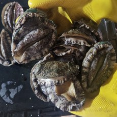 완도 활 전복 1kg (10-12미) 산지직송 [원산지:국산(전라남도 완도군)]