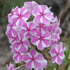 5c031f61db26e08b59b94757e96ff01027cdf964f0642b3bbf503502f262.jpg