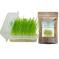 새싹보리 키우는법 재배기 씨앗 키우기 세트 대형, 1set