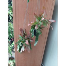 립살리스부사완