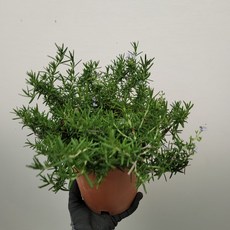 6ee47474b3e249c832e8001eba87e2ca2293a9bac704e7d86b3e27b72c7d.jpg