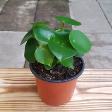 청페88