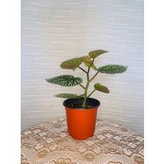 베고니아스노우캡