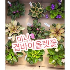 겹바이올렛꽃 미니/꽃을 오래 볼 수 있어 더 맘에 드는 바이올렛