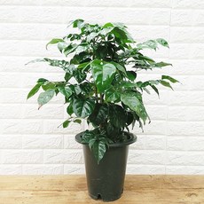 충북하늘위에피어난녹두꽃