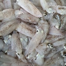 국내산 제철 호래기 500g 꼴뚜기 호루래기 냉동 급냉 호래기회, 1개