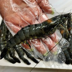 냉동 블랙타이거 새우 500g 얼룩새우 10미 15미