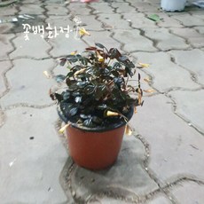 실리쿠오사