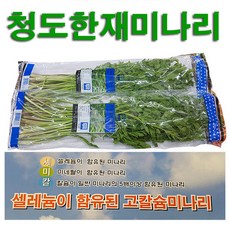 청도 한재 미나리 5kg 세미칼미나리, 1개