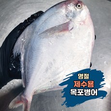 명절 제수용 목포 생물병어 원물병어 횟감병어 구이병어 조림병어, 1박스, 원물 1마리(손질전 260g)