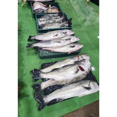 완도 자연산 칠리 농어 왕특대 (60cm 2kg) 활복농어 밑간 반건조 선도 최상급, 칠리농어(손질후1-1.2kg), 1개