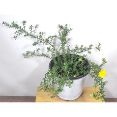 추천5히야시스