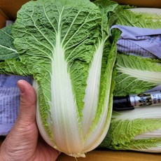 배추 쌈배추 상 7kg (12수) 박스 야채맘, 1개