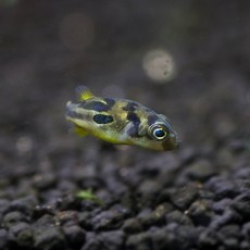 달팽이 천적 인디언 복어 (2cm 내외), 1마리