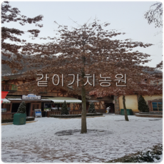 같이가치농원 대왕참나무(핀오크) 1년생특묘