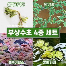 둥둥 수조 위 뜨는 부상 수초 키우기 4종 세트(SET23), 1세트