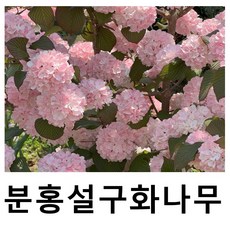 분홍설구화나무 묘목 핑크오데마리 키30cm이내 개화주