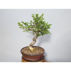 진주분재원 마유미(미니진궁)(20x6전체높이36cm)-분재
