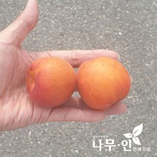 플럼코트