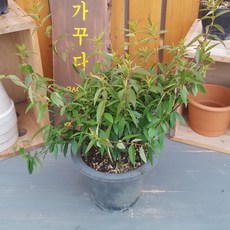 개나리자스민