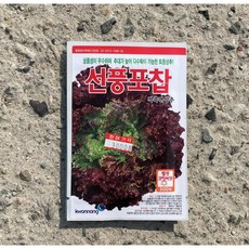 포찹상추