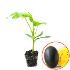 파머씨드 망고수박 모종 4개 접목 노란 망고 설탕 미니 수박