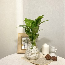 천연가습