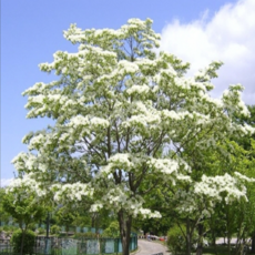 조팝나무