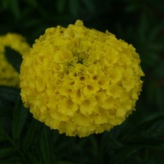 4ae2f439ce207a52d6ea5424b1bdcede4548888d57c8f24d4b47d45a9d32.jpg