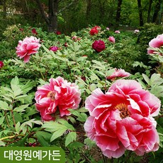 목단 겹꽃 23종 택1 개화주 3지 뿌리 꽃나무 정원수 모란