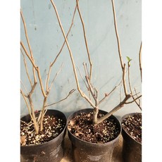 향수팜 명자나무3년생화분묘
