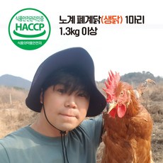 폐계닭 신선육 노계닭(생닭) 산란닭 1~10마리 (1.3kg이상), 1.3kg, 5마리