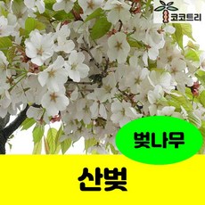 [코코트리] [벚나무] 산벚나무 묘목, 1개, 산벚나무 종자 1L