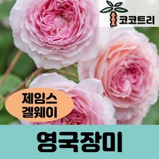 [코코트리] 영국장미, 1개, 제임스 겔웨이(영국장미) 줄장미