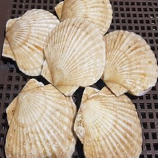 최상급 신선한 참가리비 1kg
