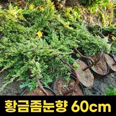 황금좀눈향 좀눈향 가시좀눈향 포트 60cm 포트묘 조경수, 1개