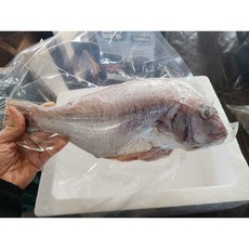 반건조 도미 대 3마리 (1.6kg 전후) 제수용 제사용 자연산 참돔 도미구이 도미찜, 1개