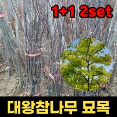 1+1 핫딜몬 대왕참나무묘목 3년 1주 대왕참나무 원예 조경 붉은 단풍나무