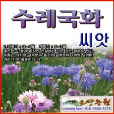 C(소망)수레국화 씨앗(100g) 수레국화씨앗판매
