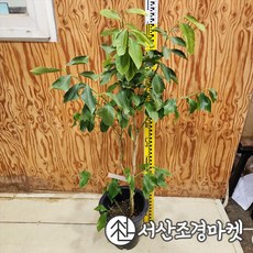 DR레몬나무 7치화분 결실주 (대), 1개