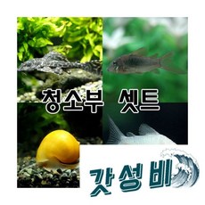 비파1마리 스네일2마리 코리 3종류 중 4마리[총7마리], 1개