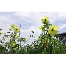 닥풀