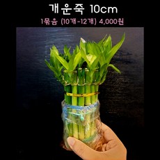 [수초아쿠아] 개운죽 10cm (10개~12개) 초보수초 인기수초 구피 새우 은신처 어항수초 수초맛집 득템수초 구피수초 음성수초 부상수초, 12개