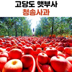 청송 가정용 햇 사과 5kg 10kg, 소과