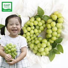 영동샤인머스켓