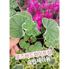골든듀웨딩링