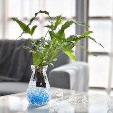 마틸다의화분 실내공기정화 거실 수경재배 반려 음지 수중 실내인테리어 화초 식물 블루스타