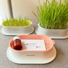 모리네 국내산친환경 무소독 고양이풀 캣그라스 새싹 수경재배, 라임키트 1회분, 15g, 1개