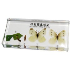 배추흰나비알